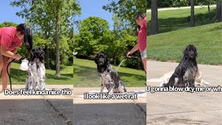 Newfoundland Dog Gets A Bath [upl. by Bronk695]