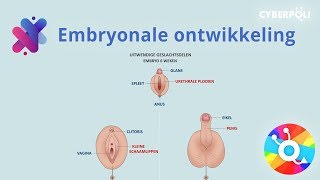 De embryonale ontwikkeling [upl. by Lumbye]