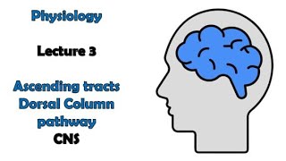 Ascending tracts 1  Dorsal column pathway  Physiology  CNS module  Adham Saleh [upl. by Harrison]