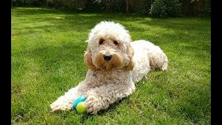 Dexter the Cockapoo  One Year On [upl. by Waligore]