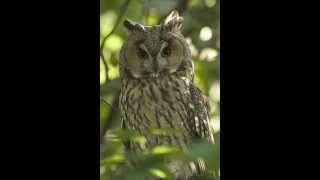 Asio otus Longeared owl 3 Contacting call of female near the nest [upl. by Schweiker]