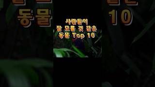 우리가 잘 모르고 있는 동물 Top10 [upl. by Marcellina]