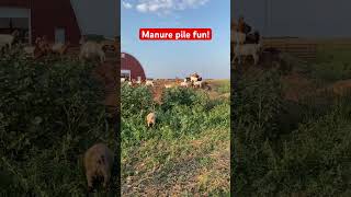 Weanlings are out on pasture and having a great time playing on the manure pile goats [upl. by Lipp]