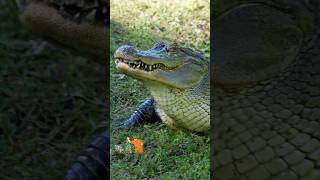 ALLIGATOR WALKS UP AND TAKES IT AWAY shorts alligator wildlife crocodile [upl. by Atiuqan640]