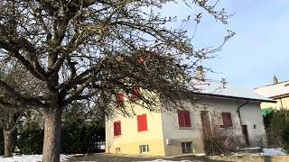 Les pommes rouges sont sur le pommier en novembre Switzerland village suisse nature travel [upl. by Akiemat]