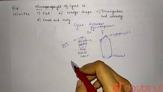 Microsporophyll of Cycas is  CLASS 12  PLANT KINGDOM  BIOLOGY  Doubtnut [upl. by Siramed]