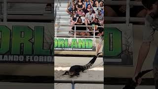 Gatorland Orlando [upl. by Akimat]