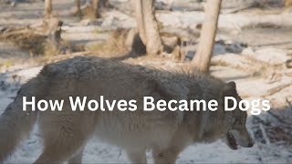 How Wolves Became Dogs Ancient Fossils Reveal Secrets [upl. by Kalb]