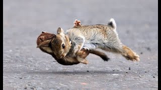 ARMINHO MATA COELHO Stoat kills Rabbit [upl. by Sadowski]