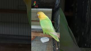 Aqua B1 Opaline Pale fallow  LBSV Aviary birds parrot hobby framing trending aviary viral [upl. by Sadick750]