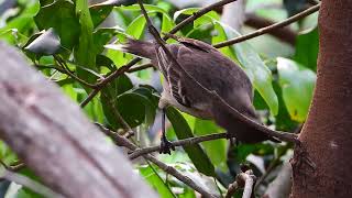 Calandria Grande  Mimus saturninus [upl. by Carilla]