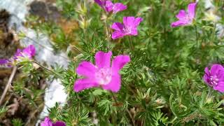 Bloody Cranesbill Extravaganza A Visual Feast for Nature Lovers With Relaxing Music [upl. by Naval]