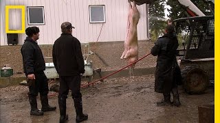 A Pig for the Party  American Colony Meet the Hutterites [upl. by Aneladgam]