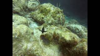 Damselfish Guarding Eggs [upl. by Llebiram524]