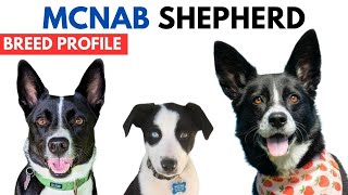 McNab Shepherd Breed Profile History  Price  Traits  McNab Shepherd Grooming Needs  Lifespan [upl. by Nitsej]