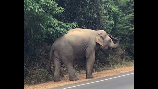 The Wild Elephant in Habarana [upl. by Edgar]