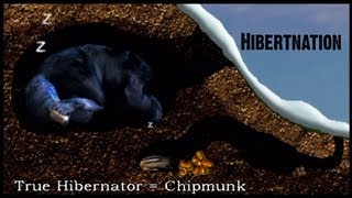 What does Hibernation mean to a Black Bear [upl. by Krilov]