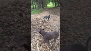 puppy joy from out of this world dog puppy doglover doglife petowner weimaraner running dogs [upl. by Nomzzaj]