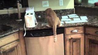 How to keep cats off the counter [upl. by Garges]