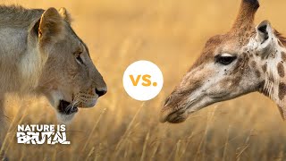 How these Lions Challenged the Giraffes I Nature is Brutal [upl. by Etnauq]