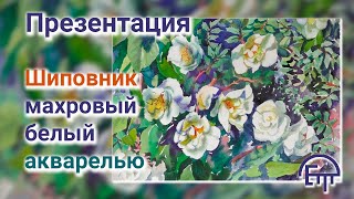 Презентация Шиповник махровый белый акварелью [upl. by Allain899]