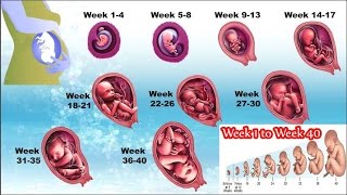 Pregnancy week by week 1 to 40  Watch the Movements of Your Baby [upl. by Atteynot782]