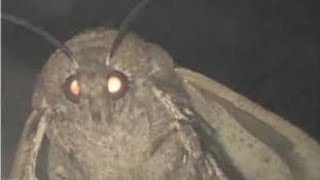 Moth Lamp Meme [upl. by Nosreg556]