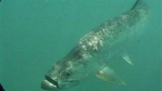 Everglades Inshore Grouper Fishing Bridge Tarpon Fishing Florida Keys [upl. by Robbyn]