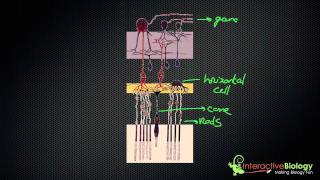 034 How Lateral Inhibition enhances Visual Edges [upl. by Yboj326]