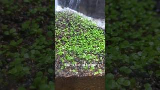 Aquarium Seeds Growing 🪴•• Timelapse •• Part  2 • fish aquarium fishing fishtank aquascape [upl. by Ahser]