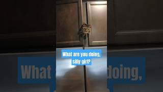 Silly Cat catlife funny pets ihavenoidea [upl. by Yolanda682]