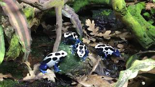 Dendrobates tinctorius Oyapock [upl. by Monafo]