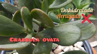 Hojas arrugadas y deshidratada en mi Crassula¿que le sucede🤔🤔 [upl. by Atiuqad469]