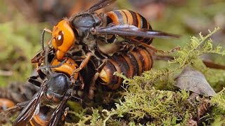 Two Giant Killer Hornet Colonies Fight to the Death [upl. by Koetke362]