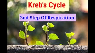 Krebs Cycle 2nd Step Of Respiration Lecture 3 In HindiUrdu [upl. by Olag]