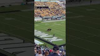 UCF Knights Football  Pegasus Takes the Field Shorts [upl. by Renaldo]