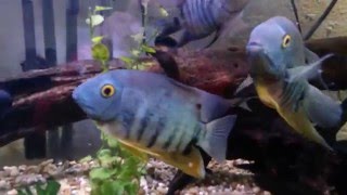 Treating Cichlids For Ich [upl. by Abana]