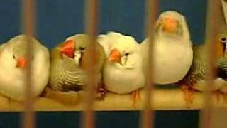 zebra finches [upl. by Marquet239]