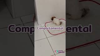 Porque seu Shih Tzu come fezes mundoshihtzu [upl. by Naeloj]