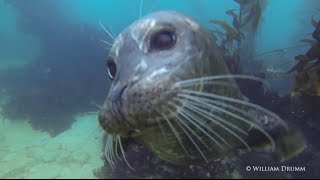 Harbor Seals Just Want To Play [upl. by Ornie]