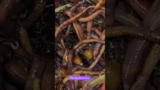 How Bout Some Worm ASMR 😉 asmrvideo wormfarm theelpydimension worms wormasmr [upl. by Ajidahk]