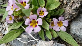 85 Death Valley and a Mysterious Flower Diplacus rupicola [upl. by Treharne]