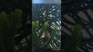 What is this Weird Tree  TreeStuff TreeID shorts [upl. by Antonin]