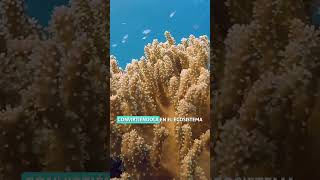 La Gran Barrera de Coral El Paraíso Oculto Desde el Espacio 🌟🌊GranBarreraDeCoral Australia [upl. by Naesal]