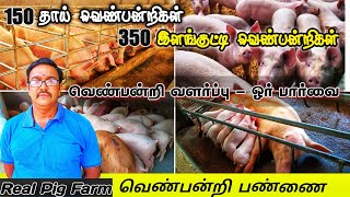 Real Pig Farms வெற்றிகரமான வெண்பன்றி வளர்ப்பு  13 வருட அனுபவத்தில் 3 பண்ணைகள்  White Piggery Farm [upl. by Edison]