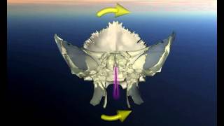 Torsione sinistra del cranio [upl. by Eisseb]