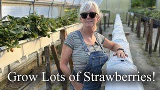 Easy way to Grow Strawberries [upl. by Draneb]