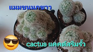 ep78 แมมขนนกขาว mammillaria plumosa mammillaria cactus noomcactus โดยลุงเท่ง [upl. by Nawiat]