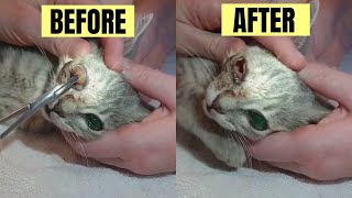 Giant Cuterebra Larva Removed From a Cats Eyes He Lost His Sight [upl. by Tnahsarp]