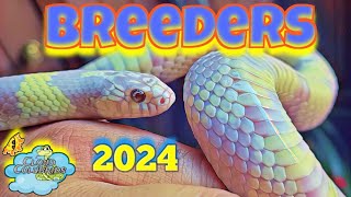 Cloud Colubrids 2024 Breeders Amazing Snakes🐍 [upl. by Parette]